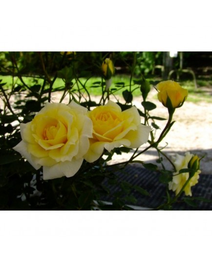 Rosa 'Petit Canard' - Rosaceae - Rosier nain