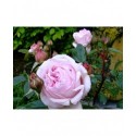 Rosa 'Petit Trianon' - Rosaceae - Rosier nain