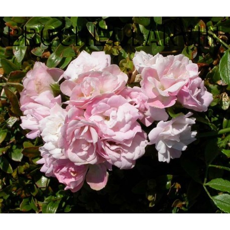 Rosa 'Petite Françoise' - Rosaceae - Rosier