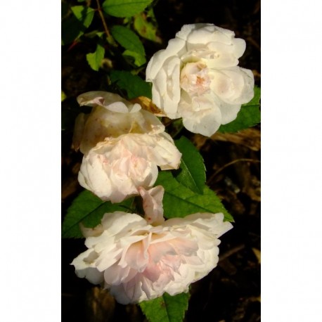 Rosa 'Petite Léonie' - Rosaceae - Rosier