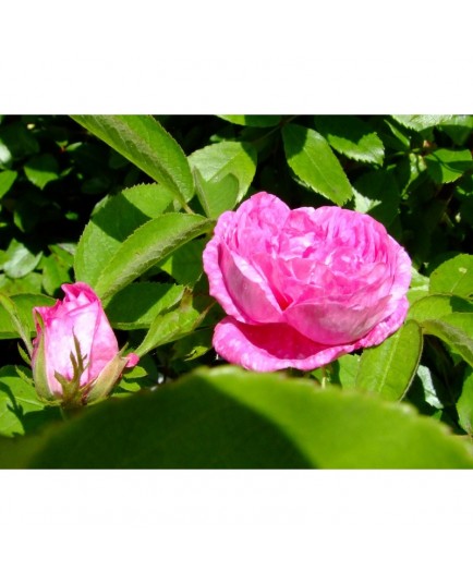 Rosa 'Petite rose de mai' - Rosaceae - Rosier