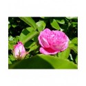 Rosa 'Petite rose de mai' - Rosaceae - Rosier