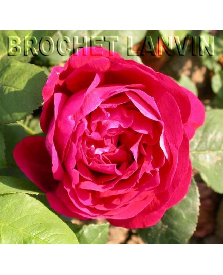 Rosa 'Pierre Notting' - Rosaceae - Rosier