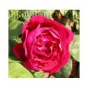 Rosa 'Pierre Notting' - Rosaceae - Rosier