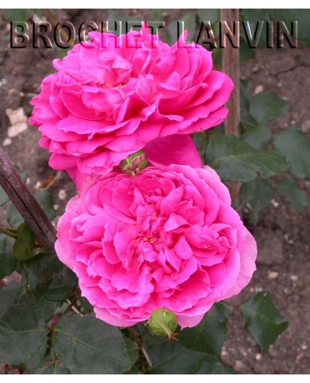 Rosa 'Pink Cloud' - Rosaceae - Rosier