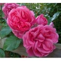 Rosa 'Pink Cloud' - Rosaceae - Rosier