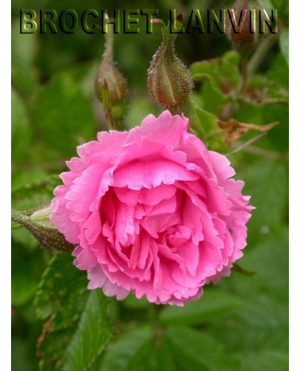 Rosa 'Pink Grootendorst' - Rosaceae - Rosier