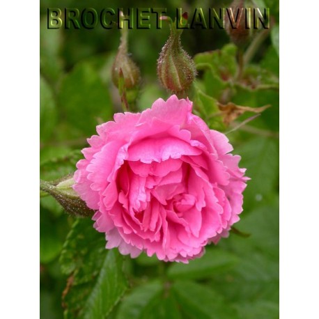 Rosa 'Pink Grootendorst' - Rosaceae - Rosier