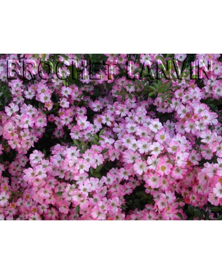 Rosa 'Pink Spray' - Rosaceae - Rosier
