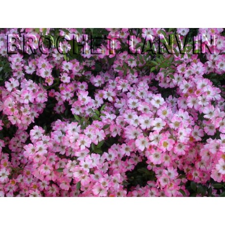 Rosa 'Pink Spray' - Rosaceae - Rosier