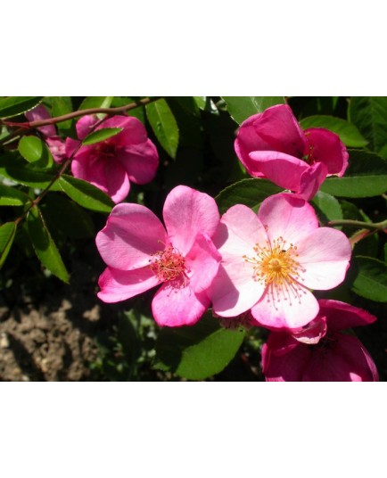 Rosa 'Plaisanterie' - Rosaceae - Rosier