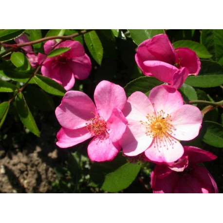 Rosa 'Plaisanterie' - Rosaceae - Rosier