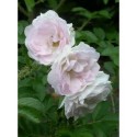 Rosa 'Polearis' - Rosaceae - Rosier