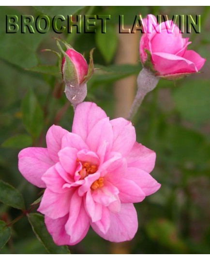 Rosa 'Pompon de Paris cl' - Rosaceae - Rosier