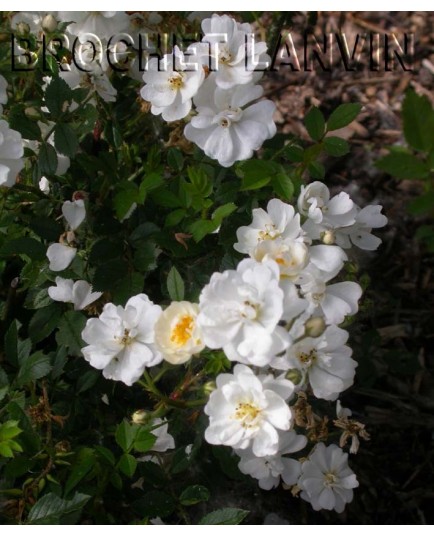 Rosa 'Pop Corn' - Rosaceae - Rosier nain