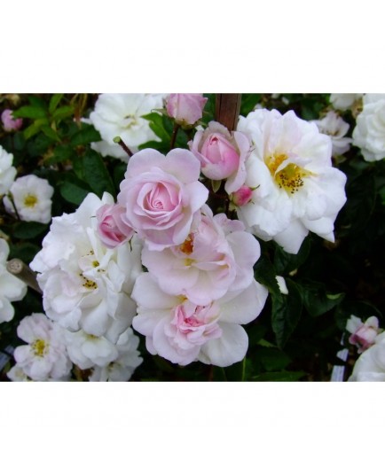 Rosa 'Porcelaine de Chine' - Rosaceae - Rosier