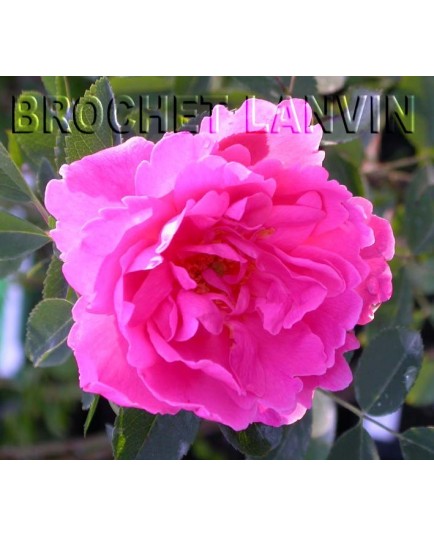 Rosa 'Prairie Dawn' - Rosaceae - Rosier