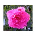 Rosa 'Prairie Dawn' - Rosaceae - Rosier