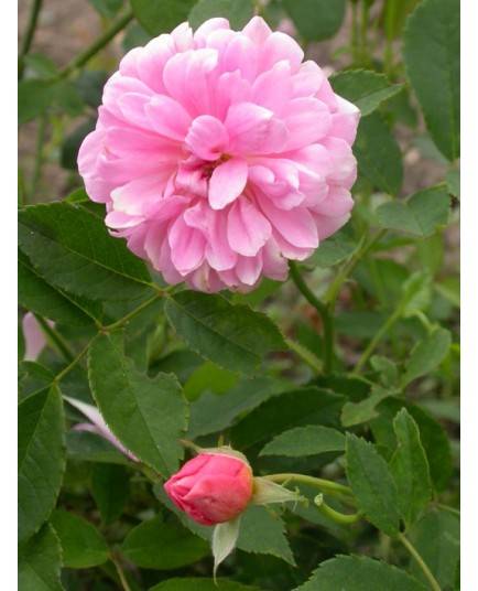 Rosa 'Primrose Sistau' - Rosaceae - Rosier