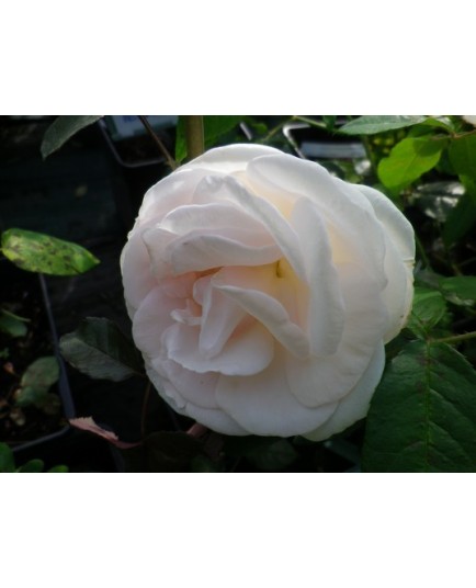 Rosa 'Prince Jardinier' - Rosaceae - Rosier nain à bouquet