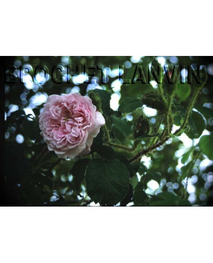 Rosa 'Princesse Adélaide' - Rosaceae - Rosier