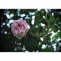 Rosa 'Princesse Adélaide' - Rosaceae - Rosier