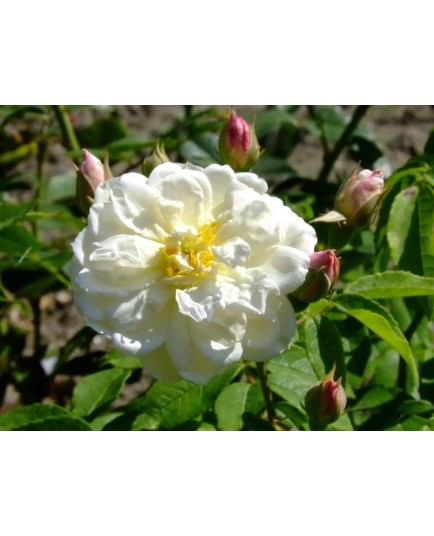 Rosa 'Princesse de Nassau' - Rosaceae - Rosier