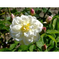 Rosa 'Princesse de Nassau' - Rosaceae - Rosier