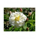Rosa 'Princesse de Nassau' - Rosaceae - Rosier