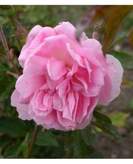 Rosa 'Princesse Joséphine de Flandre' - Rosaceae - Rosier