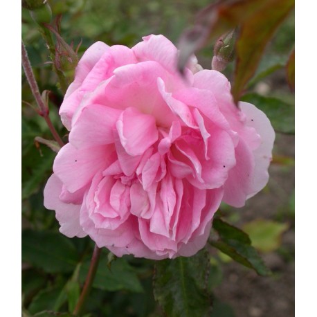 Rosa 'Princesse Joséphine de Flandre' - Rosaceae - Rosier