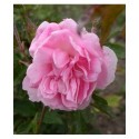 Rosa 'Princesse Joséphine de Flandre' - Rosaceae - Rosier