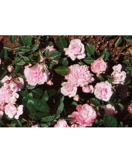 Rosa 'Princesse Marie Adelaïde de Luxembourg' - Rosaceae - Rosier