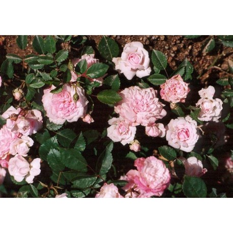 Rosa 'Princesse Marie Adelaïde de Luxembourg' - Rosaceae - Rosier