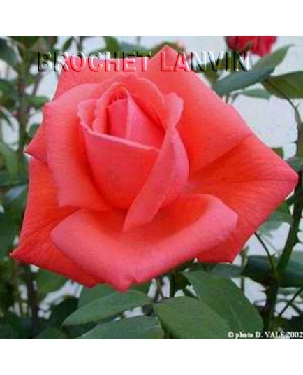 Rosa 'Prins Claus' - Rosaceae - Rosier nain
