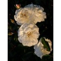 Rosa 'Prosperity' - Rosaceae - Rosier
