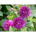 Rosa 'Provins Bleu' - Rosaceae - Rosier arbuste
