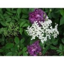 Rosa 'Provins Bleu' - Rosaceae - Rosier arbuste
