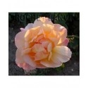 Rosa 'Puerta del Sol' - Rosaceae - Rosier
