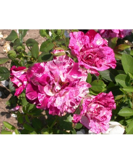 Rosa 'Purple Tiger' - Rosaceae - rosier nain
