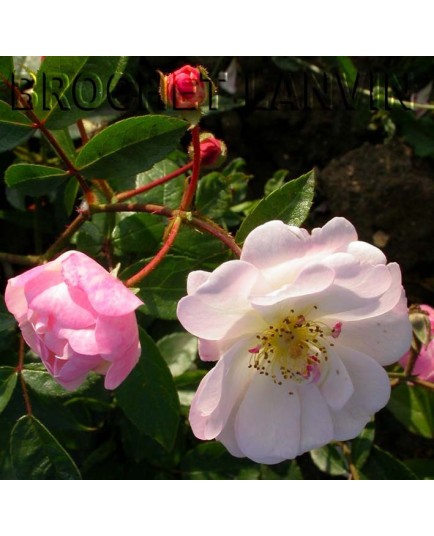 Rosa 'Queen of the Musk' - Rosaceae - Rosier nain
