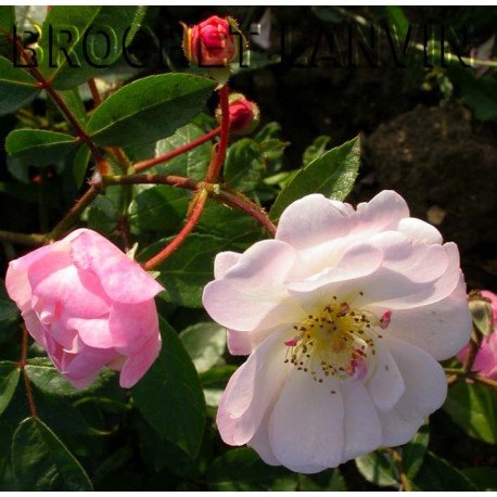 Rosa 'Queen of the Musk' - Rosaceae - Rosier nain