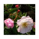 Rosa 'Queen of the Musk' - Rosaceae - Rosier nain