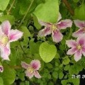 Clematis 'Piilu'