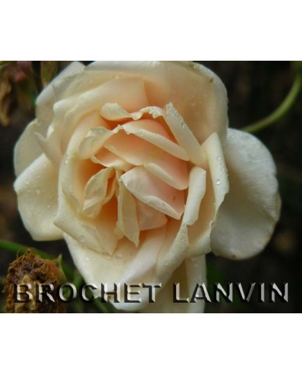 Rosa 'Rêve d'or' - Rosaceae - rosier