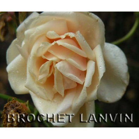 Rosa 'Rêve d'or' - Rosaceae - rosier