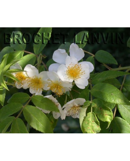 Rosa 'Rambling Rector' - Rosaceae - Rosier