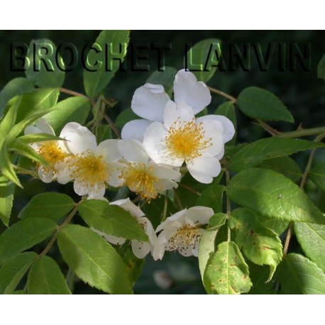 Rosa 'Rambling Rector' - Rosaceae - Rosier