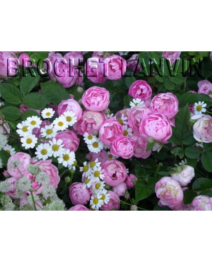 Rosa 'Raubritter' - Rosaceae - Rosier couvre sol