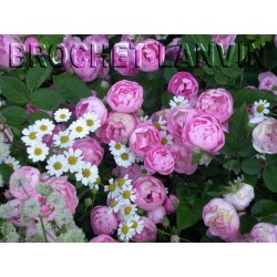 Rosa 'Raubritter' - Rosaceae - Rosier couvre sol